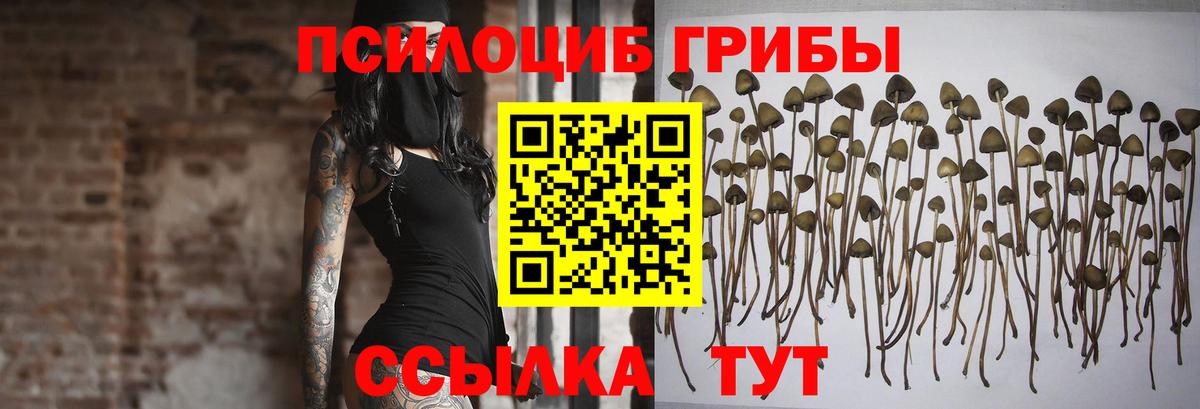 Галлюциногенные грибы Psilocybine cubensis Зеленодольск
